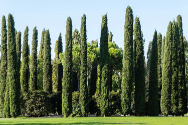 20 MEDITERRANEAN CYPRESS TREE Italian Pencil Pine Cedar Cupressus Sempervirens Stricta Seeds